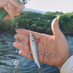石田川で小鮎釣り&アユイングと友釣り